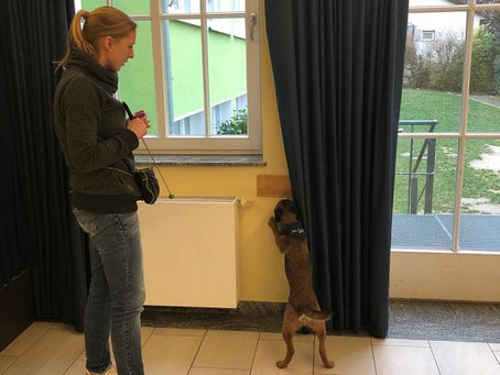 Seminar für fortgeschrittene Bettwanzen-Spürhunde-Teams