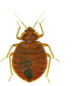 Bettwanze - Ungeziefer im Bett, im Hotel. Insektenstiche nach dem Schlafen