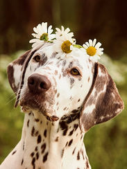 Pro Cane Hundecoaching, Dalmatiner mit Blumen auf dem Kopf