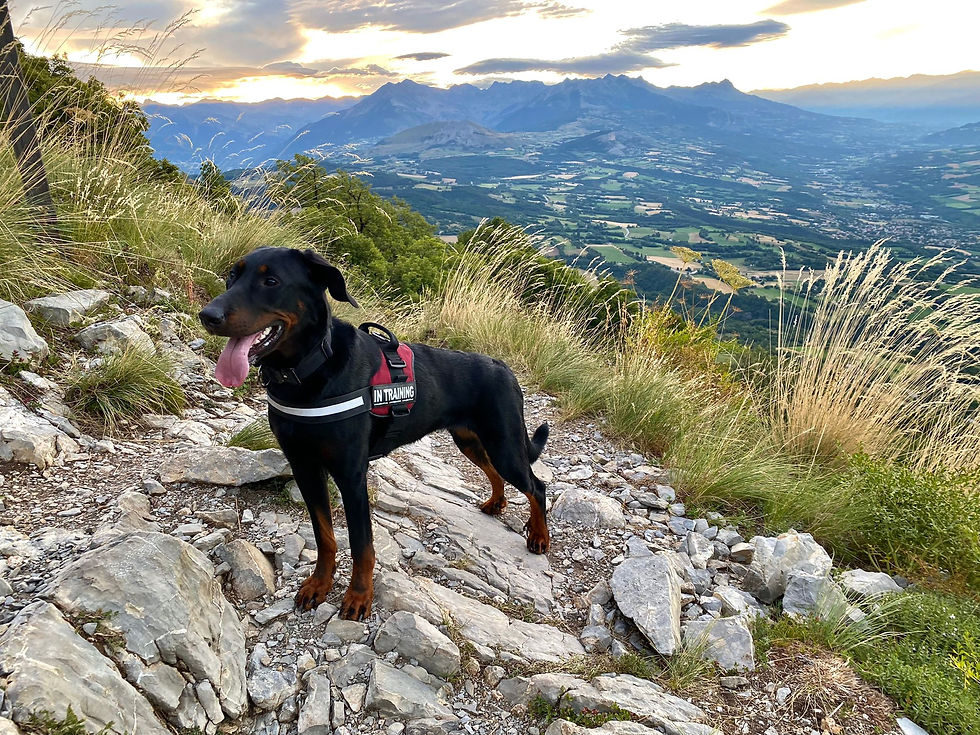 Beauceron in den Bergen