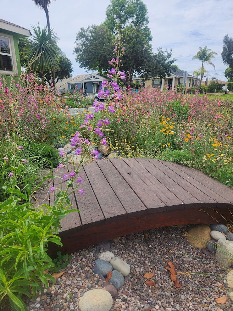 A thriving California native garden with drought-tolerant plants and small bridge crossing over rain garden