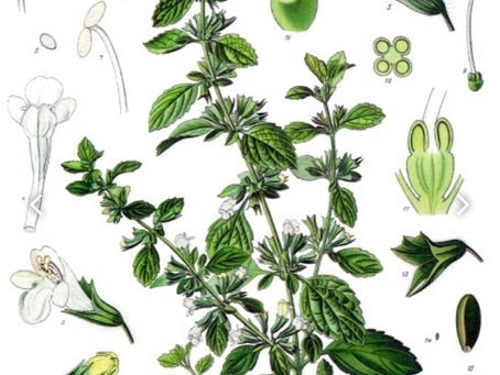 Les propriétés médicinales de la mélisse officinale