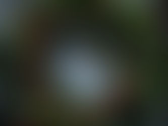 LA PUISSANCE DES ARBRES, PLANTES SEMPERVIRENTS & SACRES DE YULE