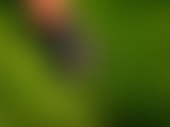 Why regular lawn mowing is essential for your garden