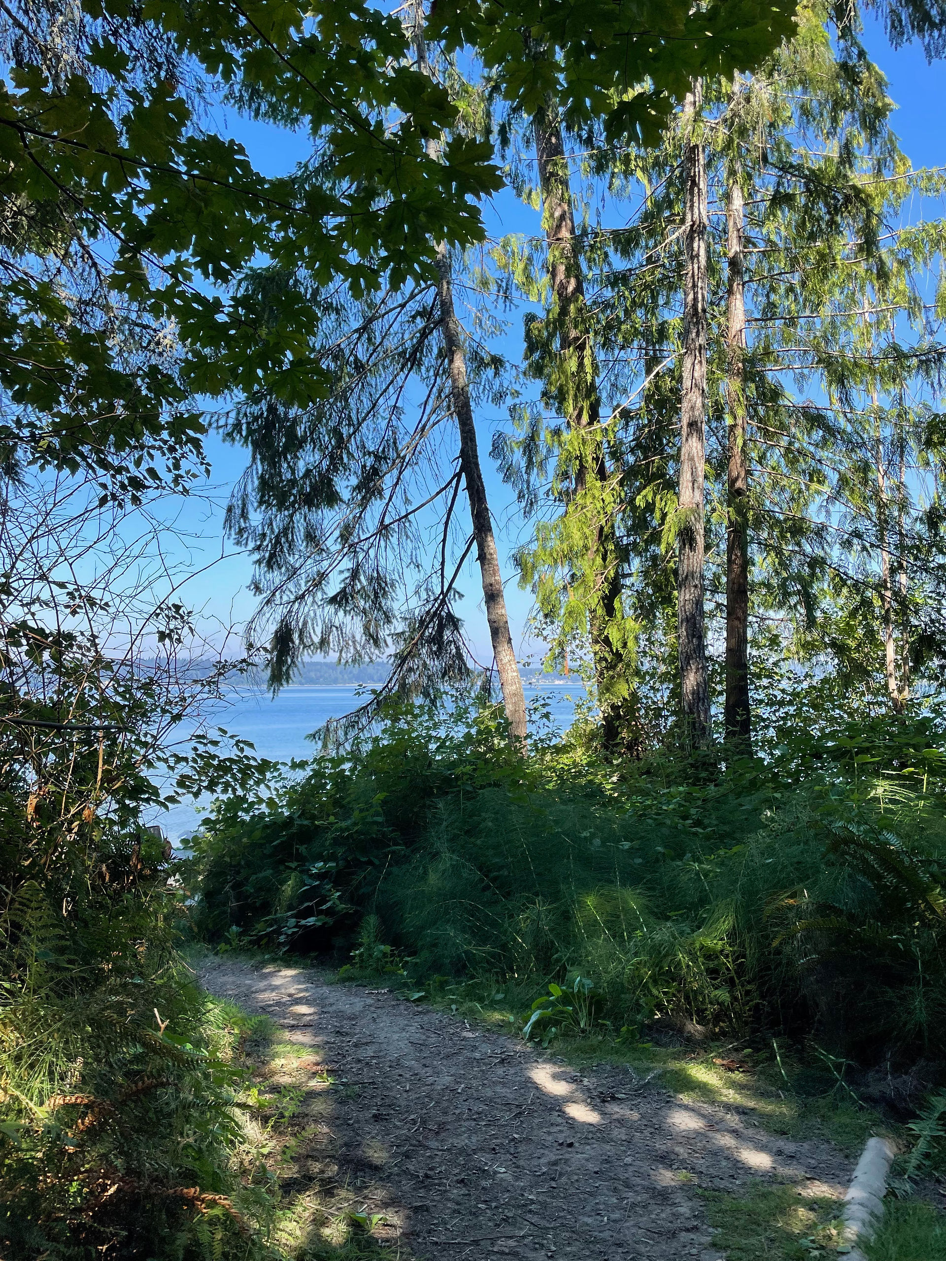 View of the Puget sound through trees