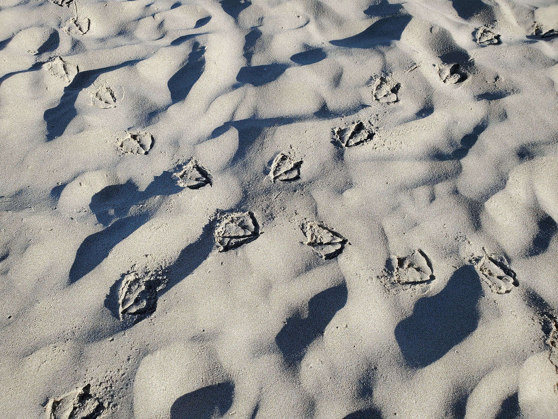 Seagull footprints in the sand
