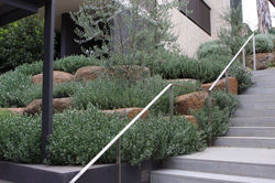 PAISAJISMO MEDITERRANEO