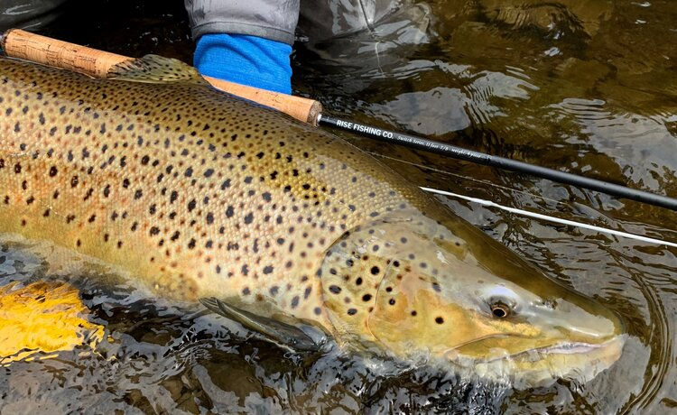 Thumbnail: Blackwater Switch and Spey Series