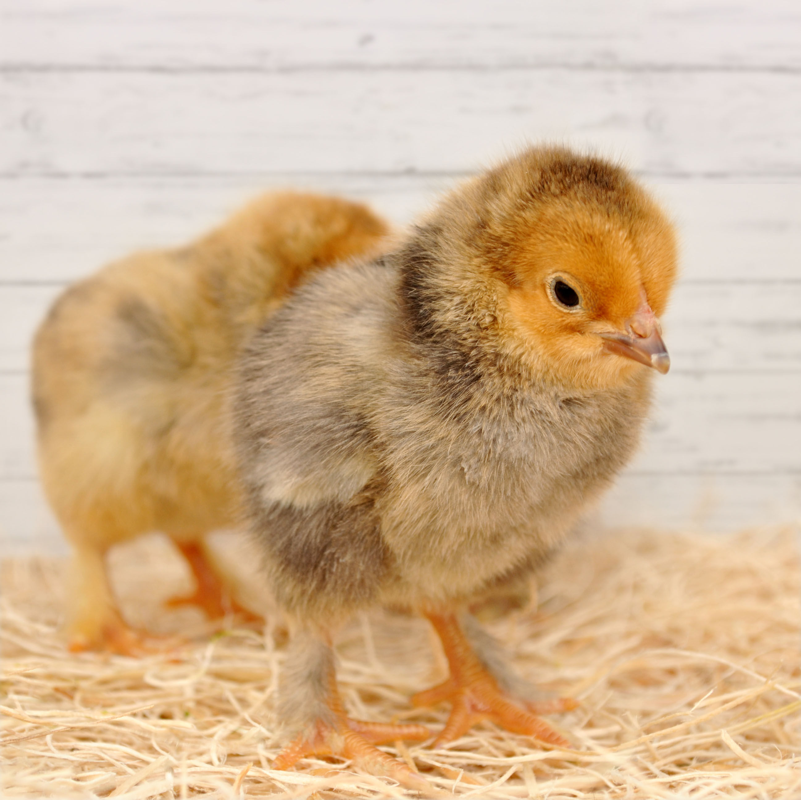 Buff Brahma Pullet Chicks
