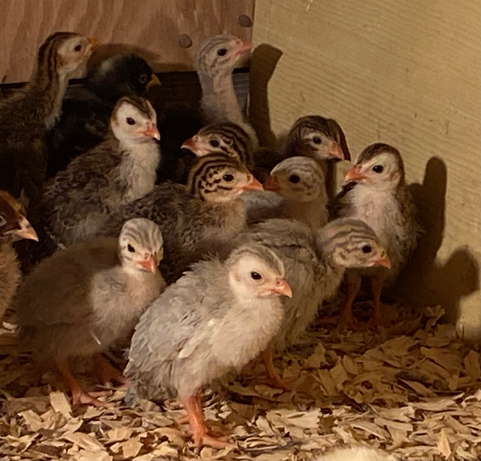 Thumbnail: Assorted Guinea Keets 
