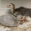 Thumbnail: Assorted Guinea Keets 