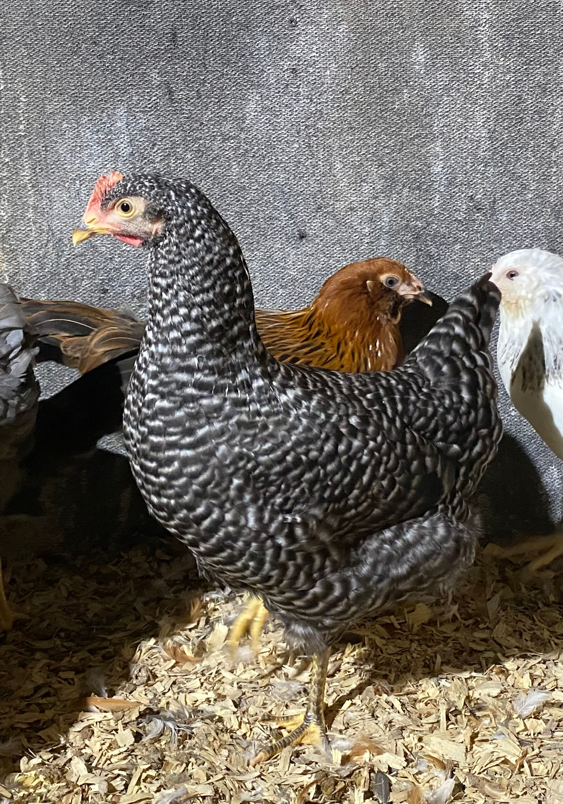 Barred Plymouth Rock Pullet
