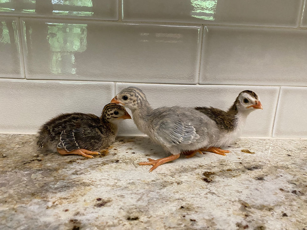 Thumbnail: Assorted Guinea Keets 