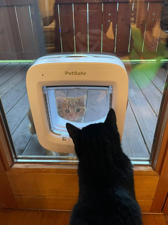Katzenklappe 2.jpeg
