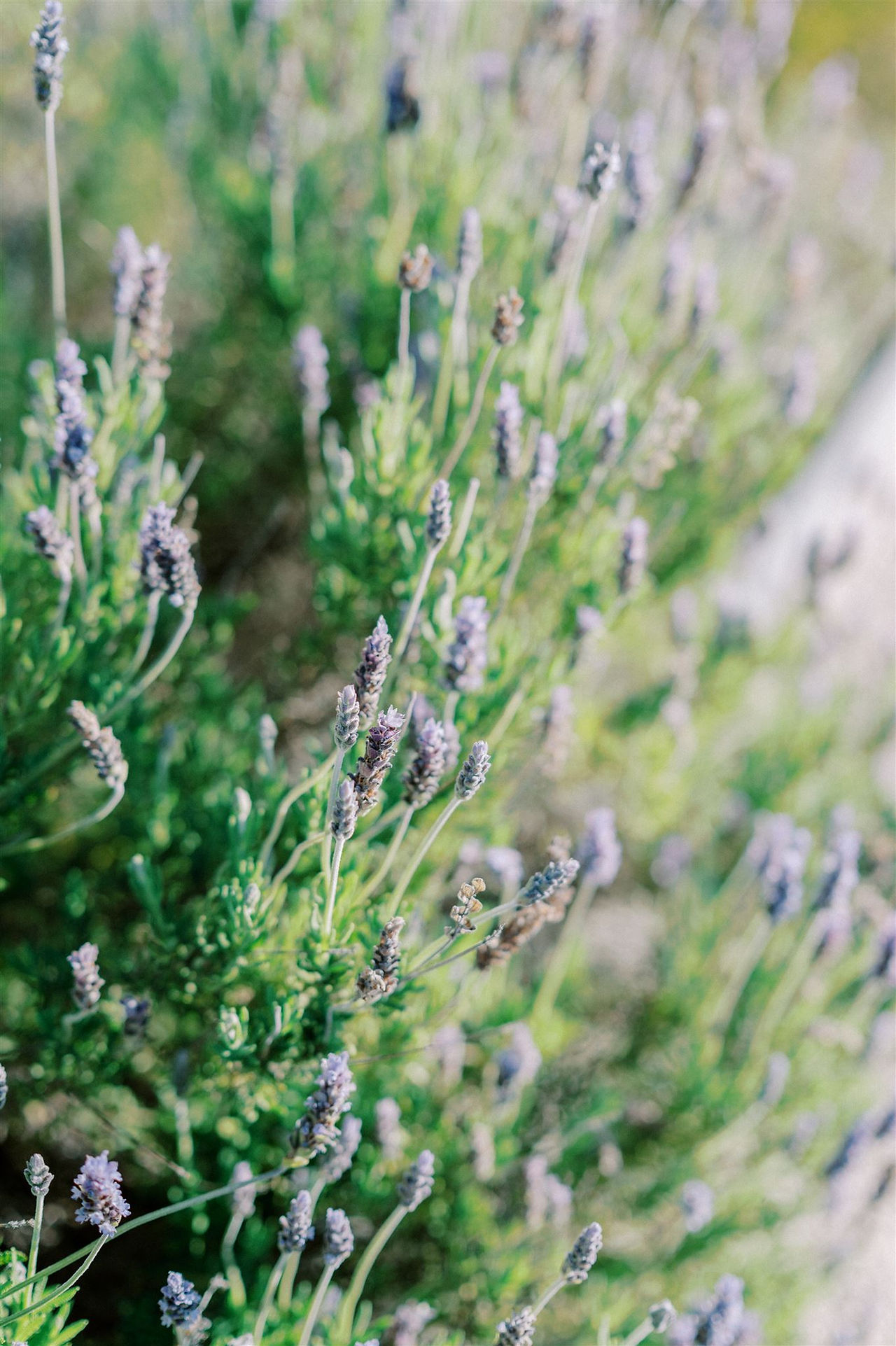 brissago islands villa emden wedding
