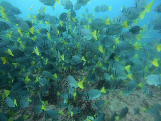 Galapagos: So long, and thanks for all the fish