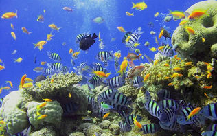 Caribbean R&R: Rest, ...and repairs