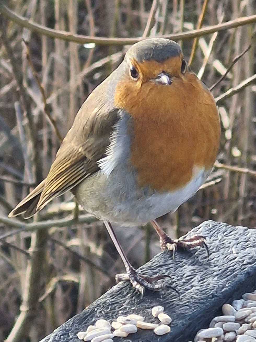 Red robin, a sign of Christmas in Europe