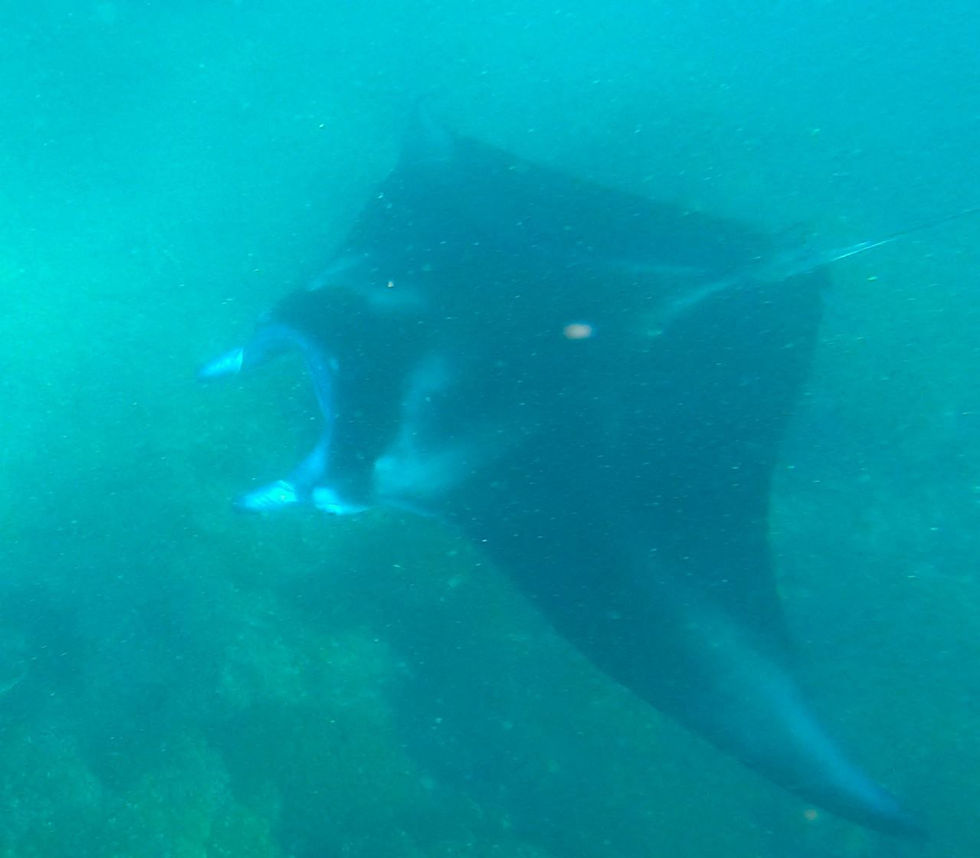 Manta rays just south of Naviti Island