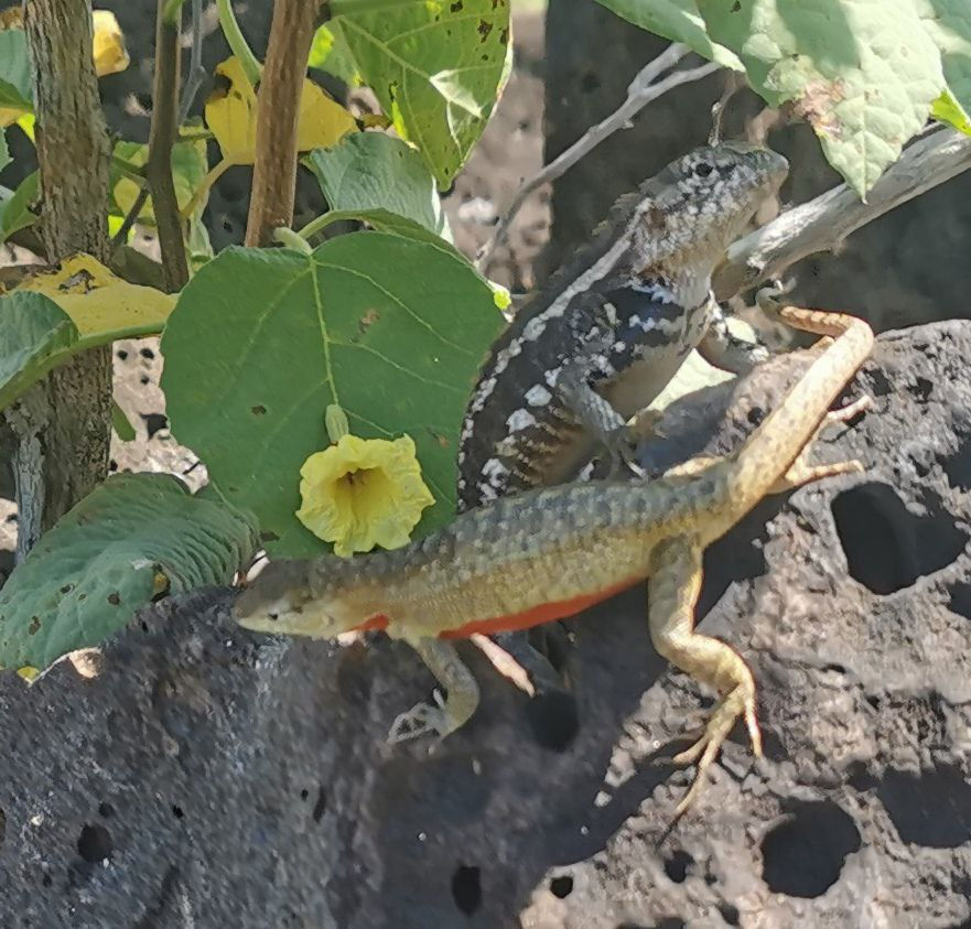 Lizard with a red belly to attract females