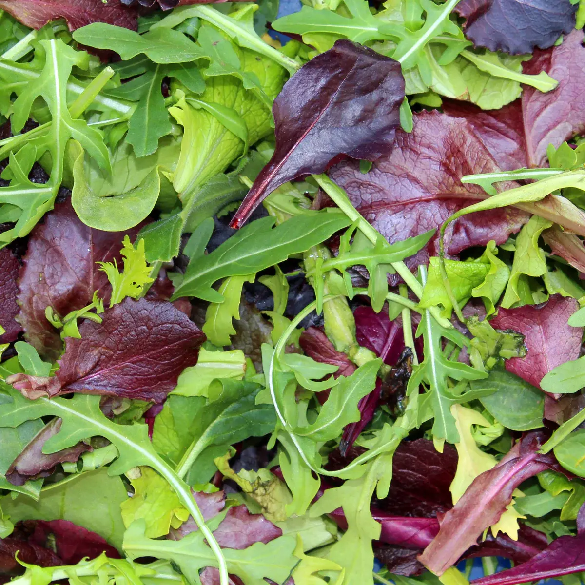 Mesclun - Japanese mix - 1kg case