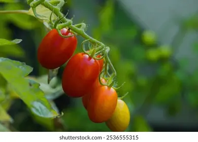 Datterino Tomatoes (on the vine) – 3kg case