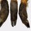 Thumbnail: Wild Boar Trotter