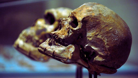 homo sapiens maroc