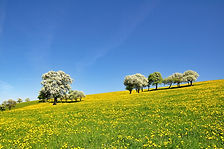 nature-3350362.jpg