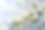 blossoming-apple-tree-3321956.jpg