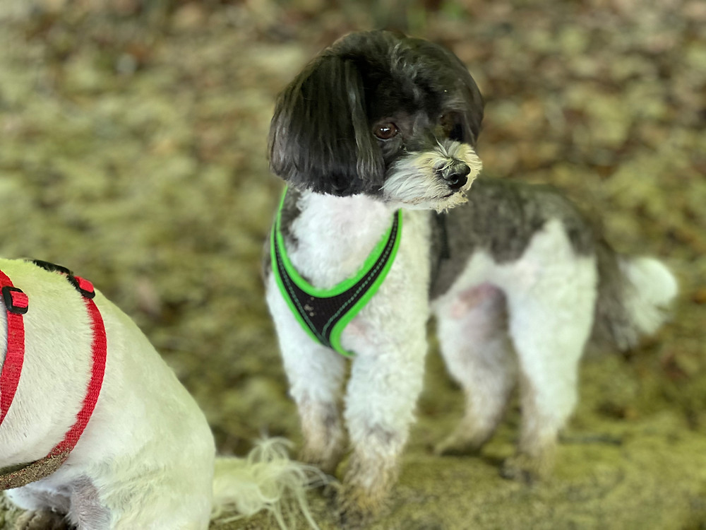 Schwarz-weissser kleiner Hund mit grünem Geschirr schaut in die Ferne