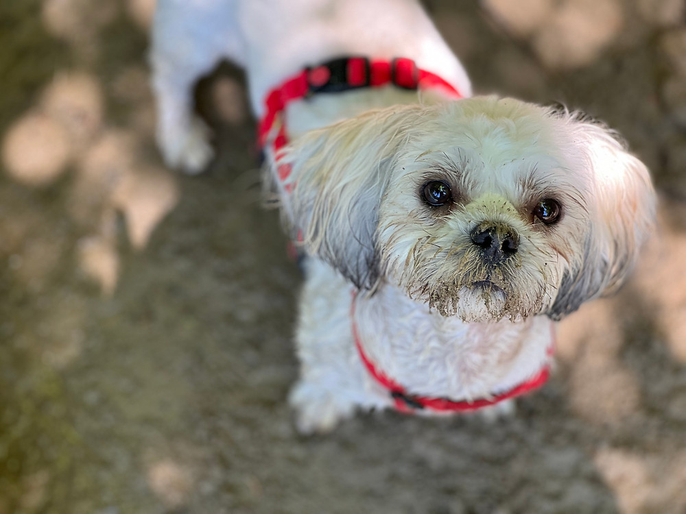 Champagnerfarbener kleiner Hund mit rotem Geschirr
