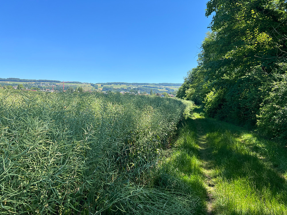 Sehr grüne Landschaft