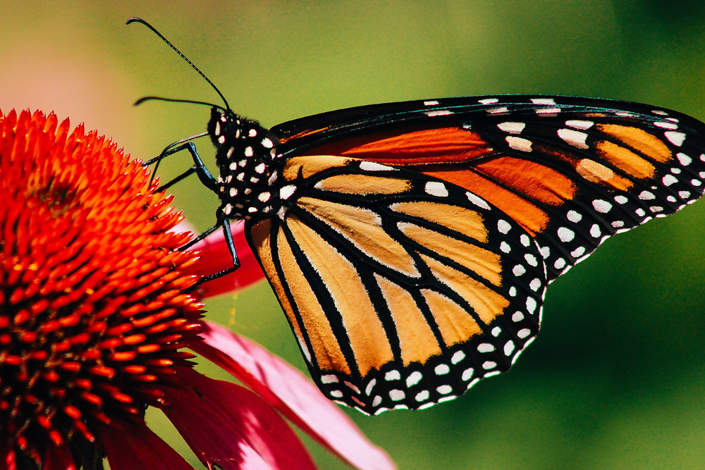 Gelb-weiss-rot-schwarzer Schmetterling auf einer roten Blüte