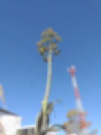 ree
