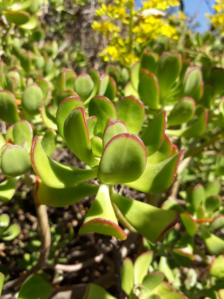 uculenta endémica del Cerro de Xochitepec en Xochimilco