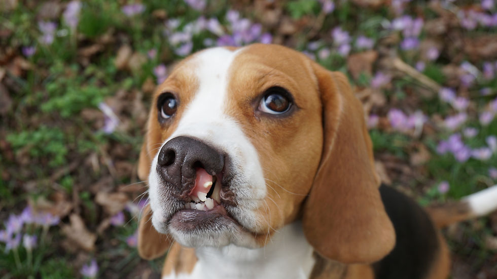 Beagle Bea with her cleft lip and huge puppy eyes outside