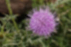 Fotografía de un diente de león
