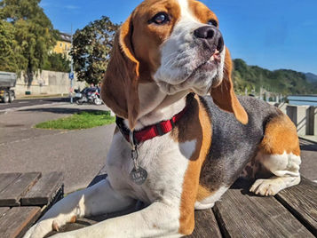 Canine bliss activities