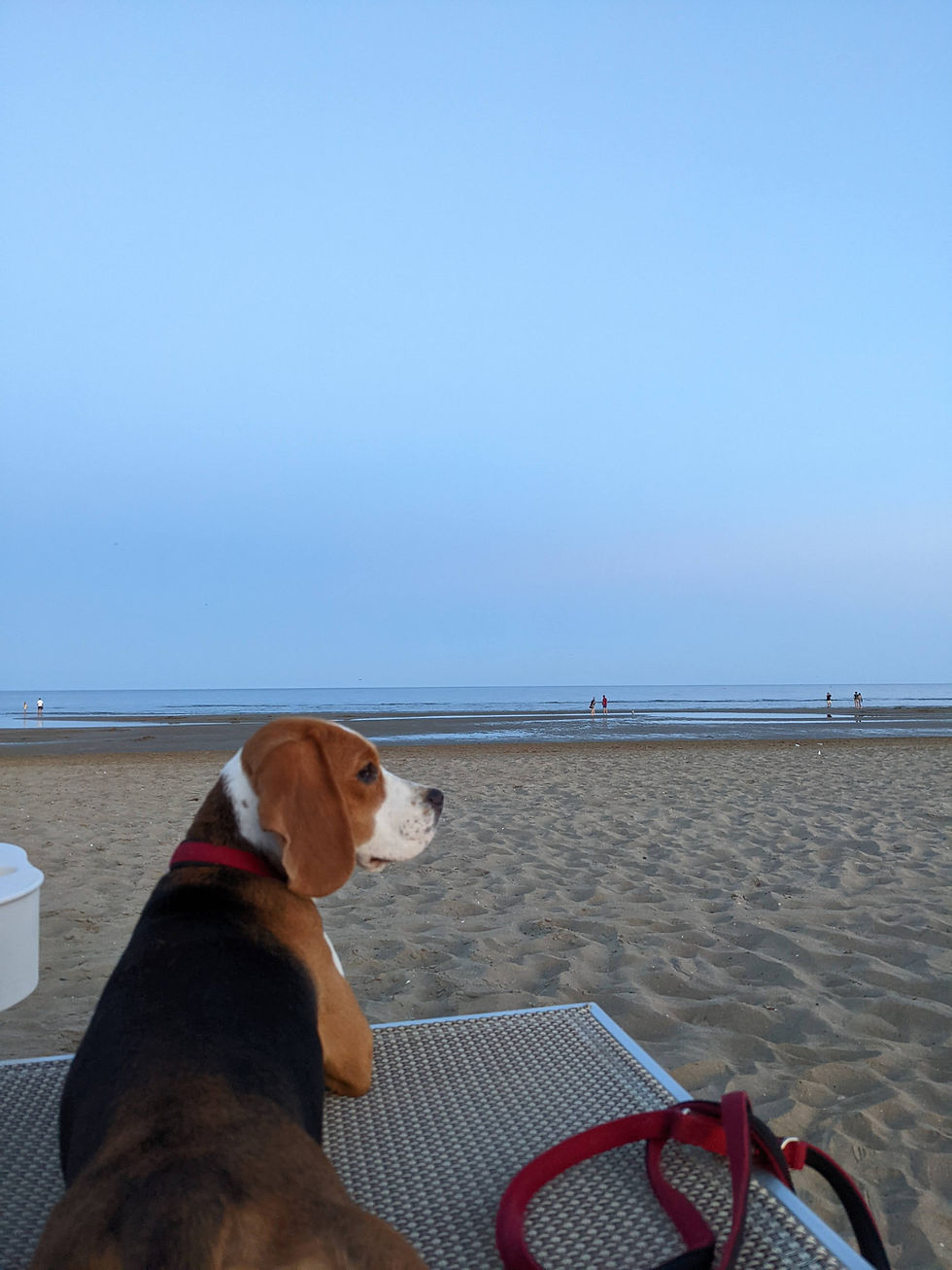 Our dog-friendly travel packing list