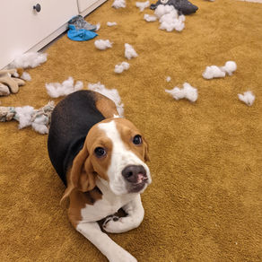 Addressing common (mis)behaviors of dogs - Part II