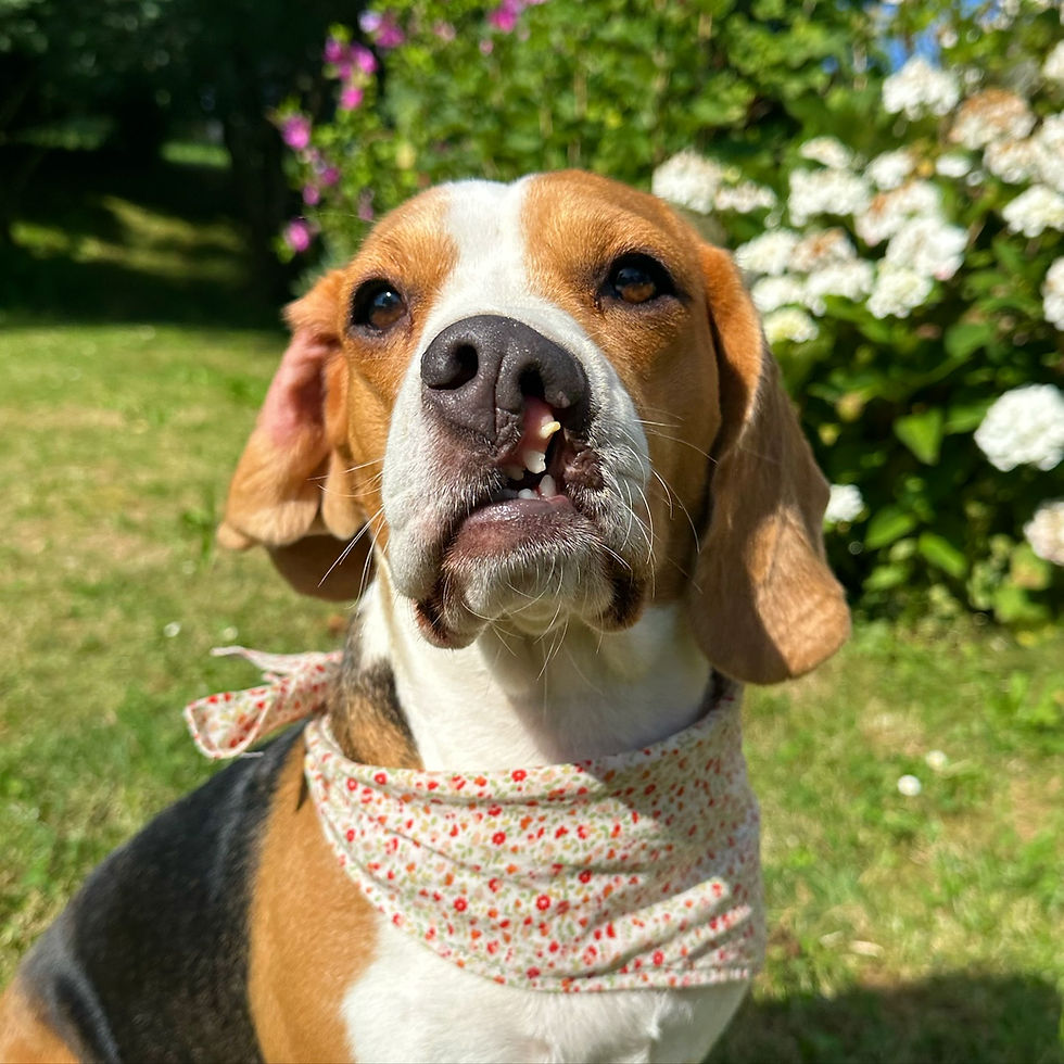 Bea the Beagle with a cute neckerchief in the sunny garden