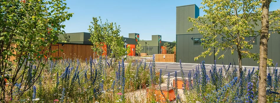 Modern buildings behind vibrant purple flowers and green trees under sunny sky.