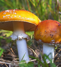 Wild Mushrooms