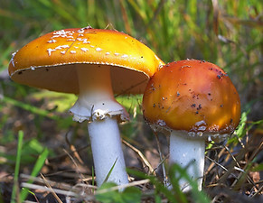 Mushrooms In Grass