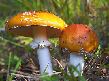 Wild Mushrooms