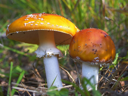 Green River Mushrooms