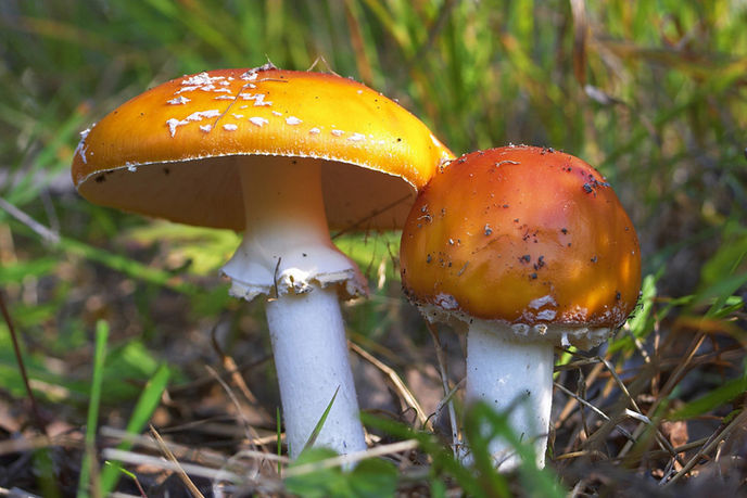 National Mushroom Hunting Day:  Top hunting tips for wild mushroom lovers