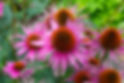 Planten_Bloemen_Paars-Roze_(26).JPG
