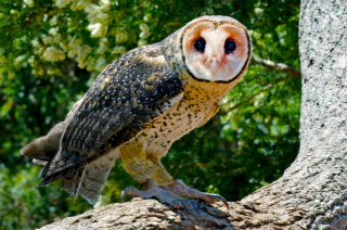 Masked Owl